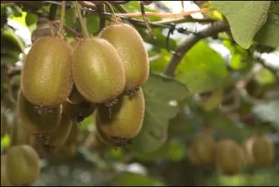 Le nom de ce fruit est aussi le surnom donn aux habitants de...