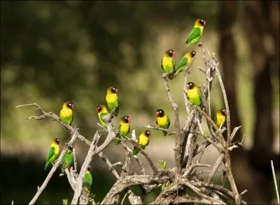 Ces oiseaux sont des :