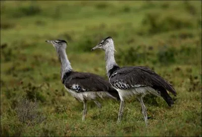 Ces oiseaux sont des :