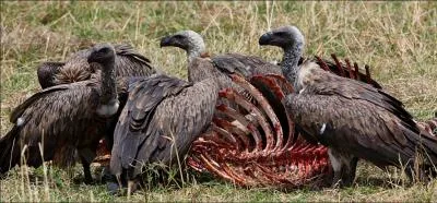 Ces oiseaux sont des :