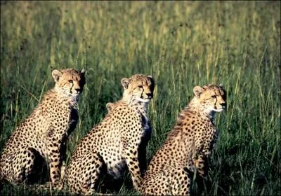 Film de Luchino Visconti, l'action se passe en Sicile, avec Burt Lancaster et Alain Delon !