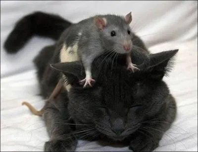 La gastronomie et la cuisine n'ont aucun secret pour lui. A Paris, il compte bien le prouver !