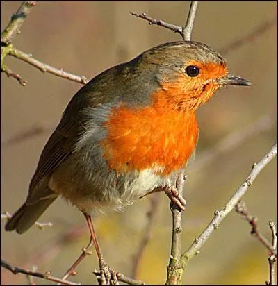 Quel est cet oiseau ?