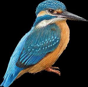 Quiz Oiseaux