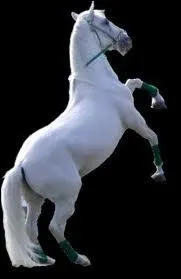 De quelle race est-il ?