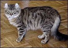  quelle race appartient ce chat ?