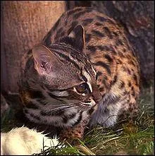  quelle race appartient ce chat ?