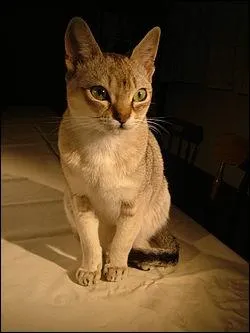  quelle race appartient ce chat ?