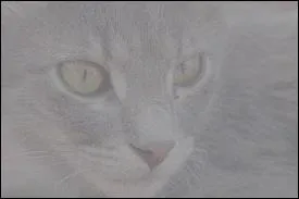 Mon compagnon ? Que dire de lui ... Au dbut, je l'ai dtest , mais ... Je ne sais pas, je l'ai peu  peu aim ... D'un ct, c'est grce  lui que je suis devenue guerrire, je su