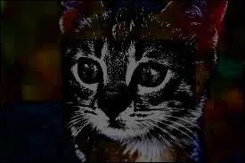 Ma nice , elle, elle a os devenir la compagne de ce chat domestique ! Franchement, vous auriez fait la mme chose ? Qui suis-je ?