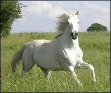 De quelle couleur est-le cheval ?