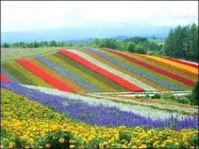 On l'appelle aussi la spirée du Japon. C'est une jolie plante de la famille des rosacées.