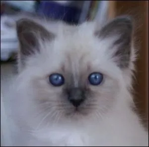 Quelle est cette race ?