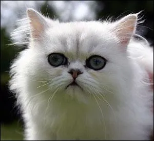 Quelle est cette race ?