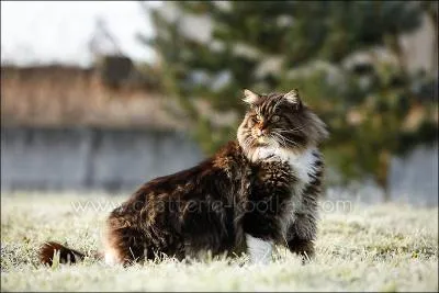 Quelle est cette race ?