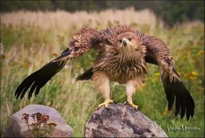 Enorme succs du groupe Eagles !