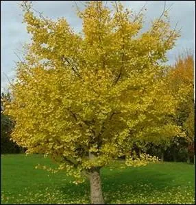 Quel est cet arbre, symbole de l'esprance au Japon pour avoir survcu  la bombe atomique d'Hiroshima ?