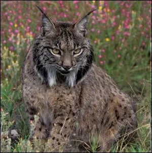 Comment se nomme ce flid appel galement Lynx ibrique ?