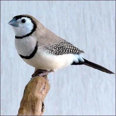 Quel est ce petit oiseau australien aux allures de petite chouette ?