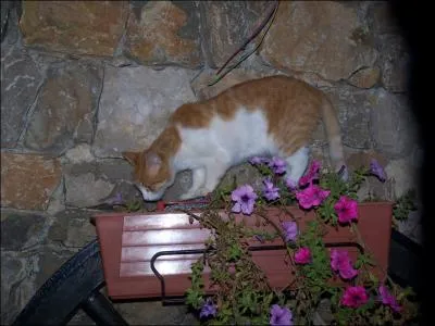 Comment s'appelle ce chat ?