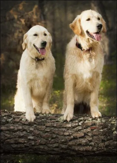 A qui appartiennent-ils ?