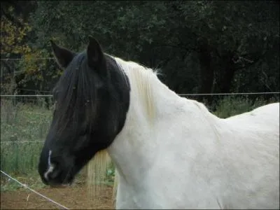 Quel est ce cheval ?