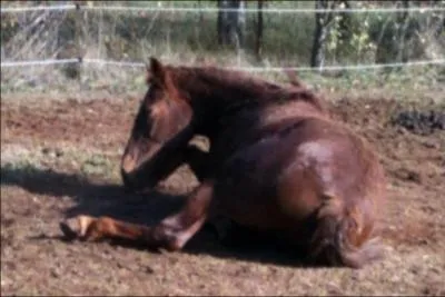 A qui ce cheval appartient-il ?