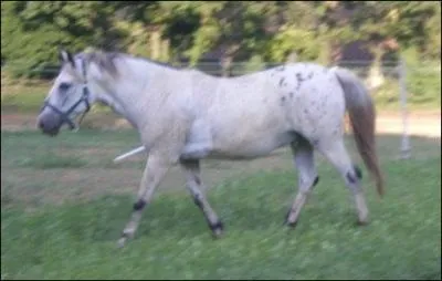 A qui appartient ce cheval ?