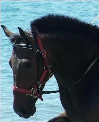 Comment s'appelle ce cheval ?