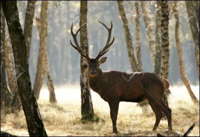 Que signifie le verbe "capoter" quand il ne veut pas dire "garnir d'une capote" ?