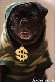 Qui est cet animal ?