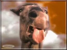 Qui est cet animal ?