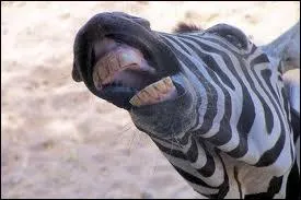 Qui est cet animal ?