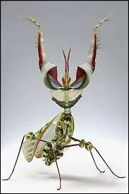 Cette chose trs alambique et aux teintes dlicates est ?