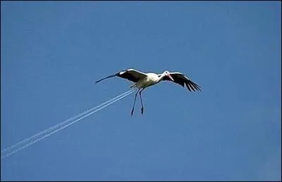 Autre exemple fort drle de photo trompe-l'oeil, qui donne  la cigogne ?