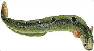 Quel poisson des ctes rocheuses de la Manche au corps allong marqu d'ocelles est appel papillon de mer ?