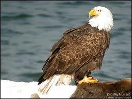 Quel oiseau rapace diurne brun  tte et queue blanches est appel aigle de mer ?