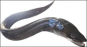 Quel poisson marin trs vorace vivant dans les creux des rochers est appel anguille de mer ?