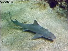 Quel petit requin comestible commun dans l'Atlantique et la Mditerrane est appel chien de mer ?