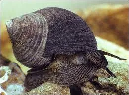 Quel mollusque gastropode comestible est appel escargot de mer ?