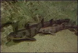 Quel petit requin inoffensif des eaux littorales ne dpassant pas un mtre de long est appel chat de mer ?