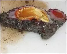 Quel coquillage comestible de la Mditerrane est appel figue de mer ?