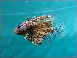 Quel poisson  chair trs estime des eaux tropicales et tempres chaudes  la tte pineuse est appel crapaud de mer ?