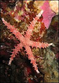 Quel invertébré marin en forme d'étoile, carnassier, aux bras longs et souples qu'il régénère facilement est appelé étoile de mer ?