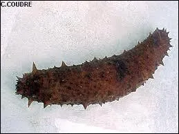 Quel invertbr des fonds marins,  corps mou et cylindrique, atteignant jusqu' 25 cm de long est appel concombre de mer ?