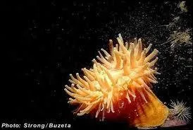 Quel animal marin carnivore, polype  tentacules paralysants est appel anmone de mer ?