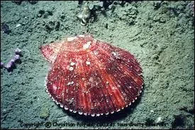 Quel mollusque bivalve comestible, vivant sur les fonds sableux des ctes d'Europe occidentale est appel amande de mer ?