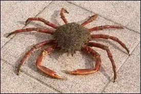 Quel grand crabe comestible des fonds vaseux du littoral atlantique,  carapace triangulaire pineuse, aux pattes trs longues est appel araigne de mer ?
