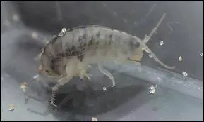 Quel petit crustac sauteur vivant dans le sable des plages est appel puce de mer ?