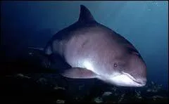 Quel mammifre ctac commun dans l'Atlantique o il suit souvent les navires est appel cochon de mer ?